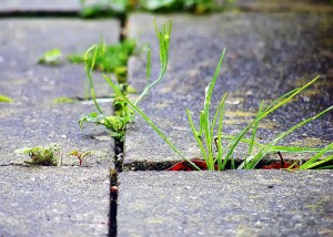weeds weeds 300x214 Sustainable and affordable methods of weeding