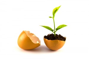 Use an eggshell as a biodegradable plant starter pot.
