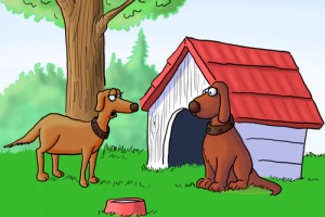 dog