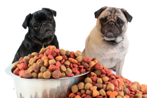 Score free dog food today! Via Shutterstock.