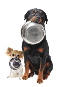 Score a free sample of Beneful dog food today! Via Shutterstock.