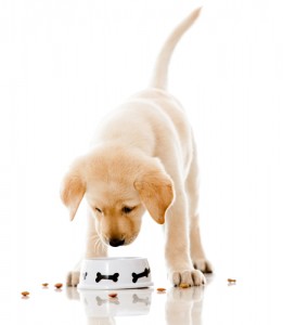 Score free dog food today! Via Shutterstock. 
