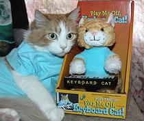 Katniss, Cat Reporter in a Keyboard Cat Costume