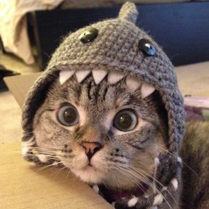Nala the Cat in her Shark Hat