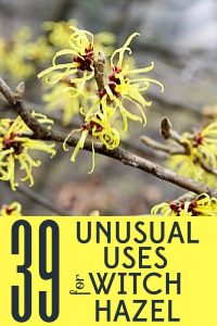 Save money with these 39 unusual uses for witch hazel around your home, garden, and especially in your bathroom!