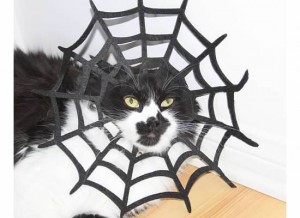 Bebe Splotch Cat caught in a Spiderweb Costume