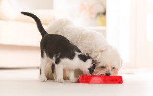 Score a FREE dog or cat food sample today! Via Shutterstock. 