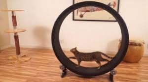 One Fast Cat exercise wheel