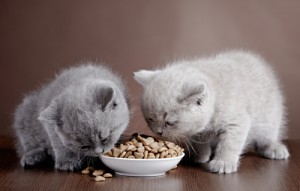 Snag a FREE cat food sample today! Via Shutterstock. 