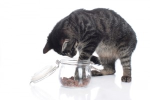 Score FREE cat treats today! Via Shutterstock. 