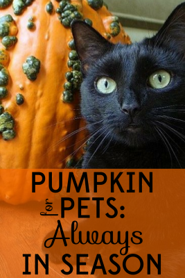 pumpkin-for-pets