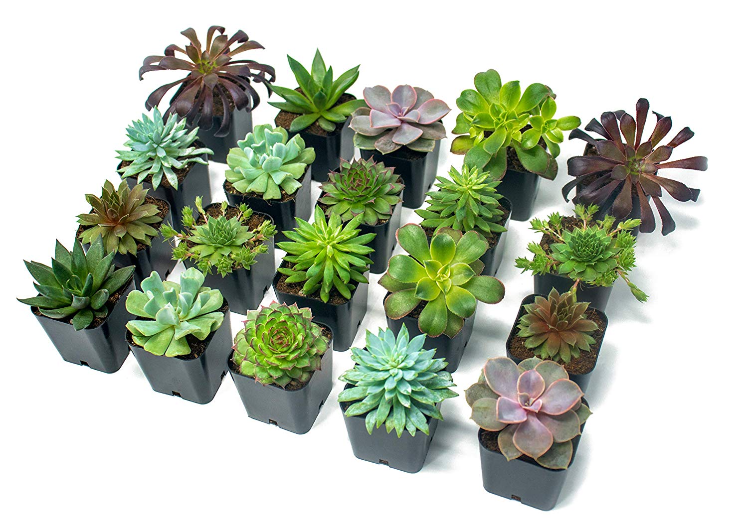 Real Live Potted Succulents (20 Pack) Only 39.91