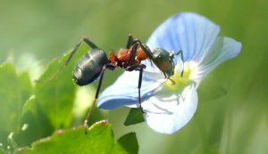 Why use toxic and costly pesticides when there are cheap, natural, and effective alternatives? Find out how to control pests in your garden.