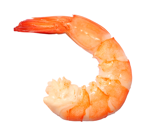 shrimp