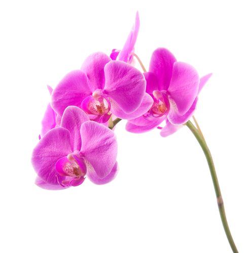 orchids