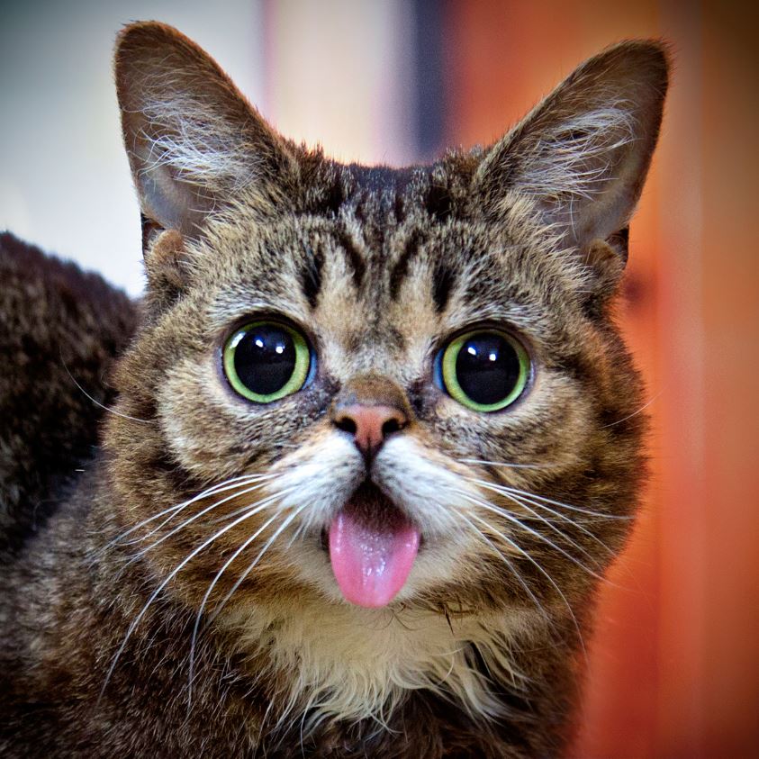 lil bub stuffed cat