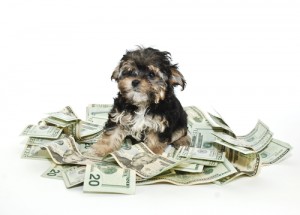 Saving Money on Your Dogs via shutterstock