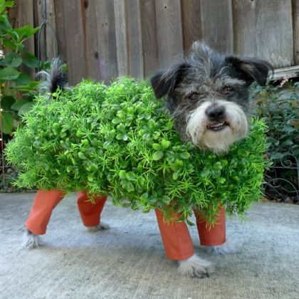 EASY DIY Dog Costume for Swifties – Nourish Through Movement