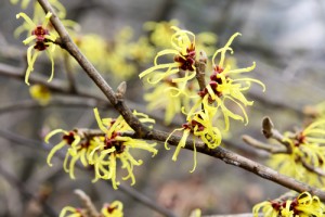 Save money with these 39 unusual uses for witch hazel around your home, garden, and especially in your bathroom! 