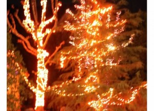 Tree lights