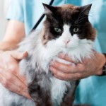 Is Your Veterinarian Ripping You Off?