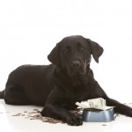 11 Tricks to Save Money on Dog Food