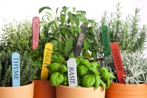 Save money by starting your own herb garden this year!