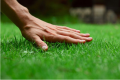 save money on lawn care