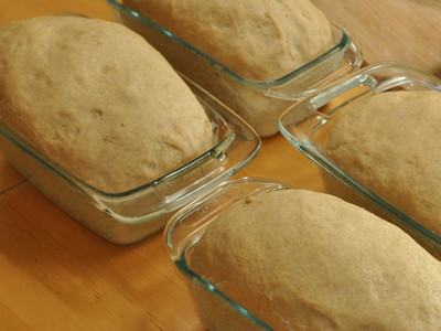 Whole wheat bread doesn't have to be heavy and dense! Try this recipe for a light, fluffy loaf that is perfect for sandwiches!