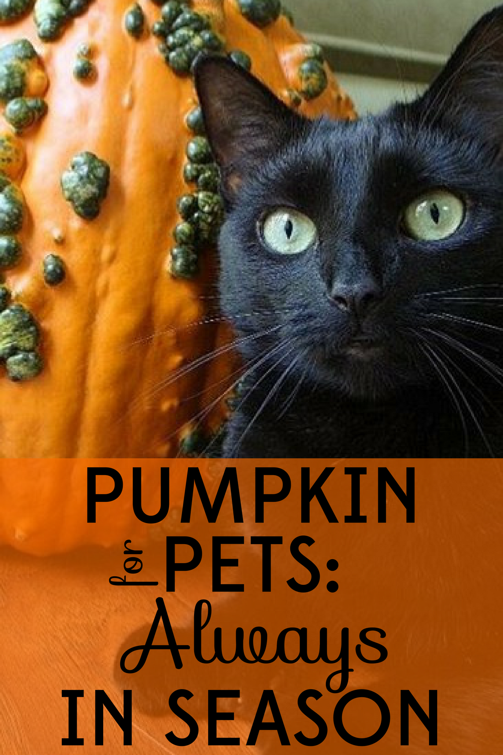 Pumpkin for Pets: Always in Season