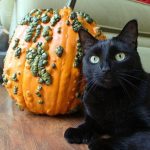 Pumpkin for Pets: Always in Season