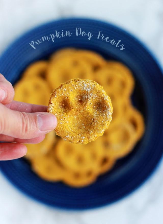 Pumpkin for Pets Always in Season