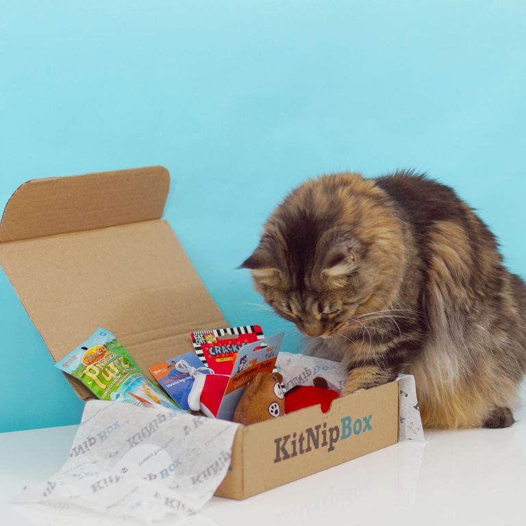 cat toy monthly subscription