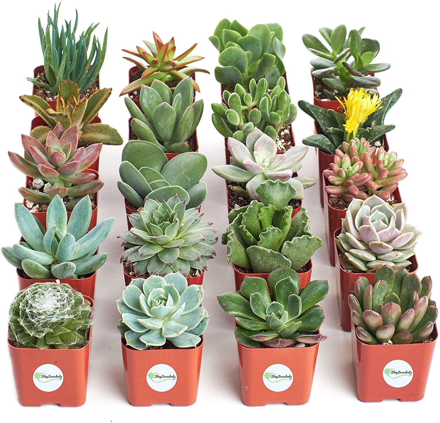 save-25-on-live-succulents-and-house-plants