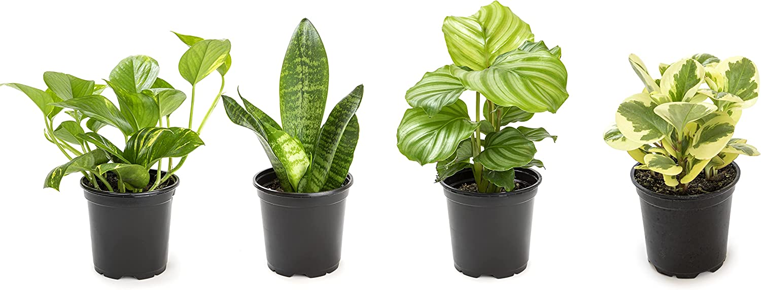 Essential Houseplant Collection (4PK) Live Plants Indoor Plants Live ...