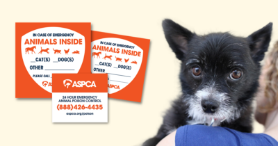 Thursday Freebies – Free ASPCA Pet Safety Pack