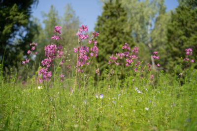 Saturday Freebies – Free Wildflower Seed Packet